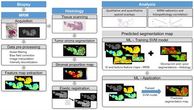 Assessing Histology Structures by Ex Vivo MR Microscopy and Exploring the Link Between MRM-Derived Radiomic Features and Histopathology in Ovarian Cancer